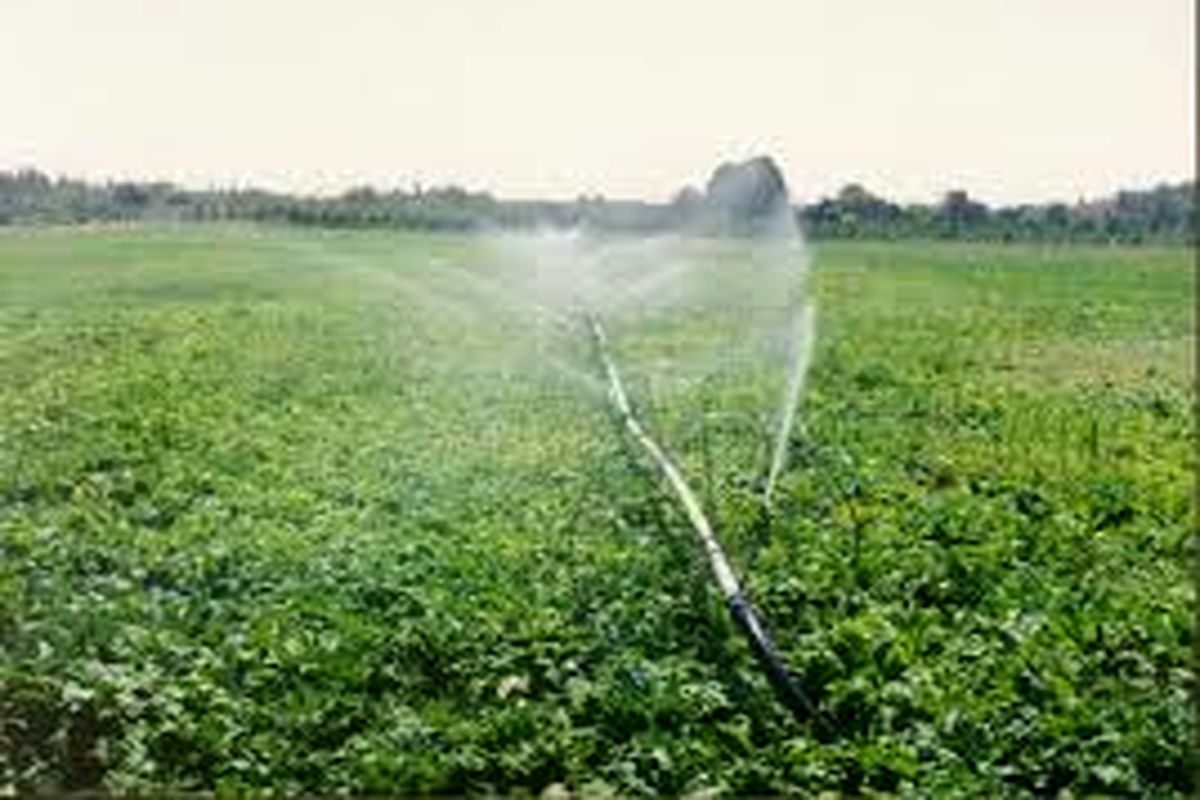 کاهش ۳۰ درصدی مصرف آب کشت تابستانه در قم