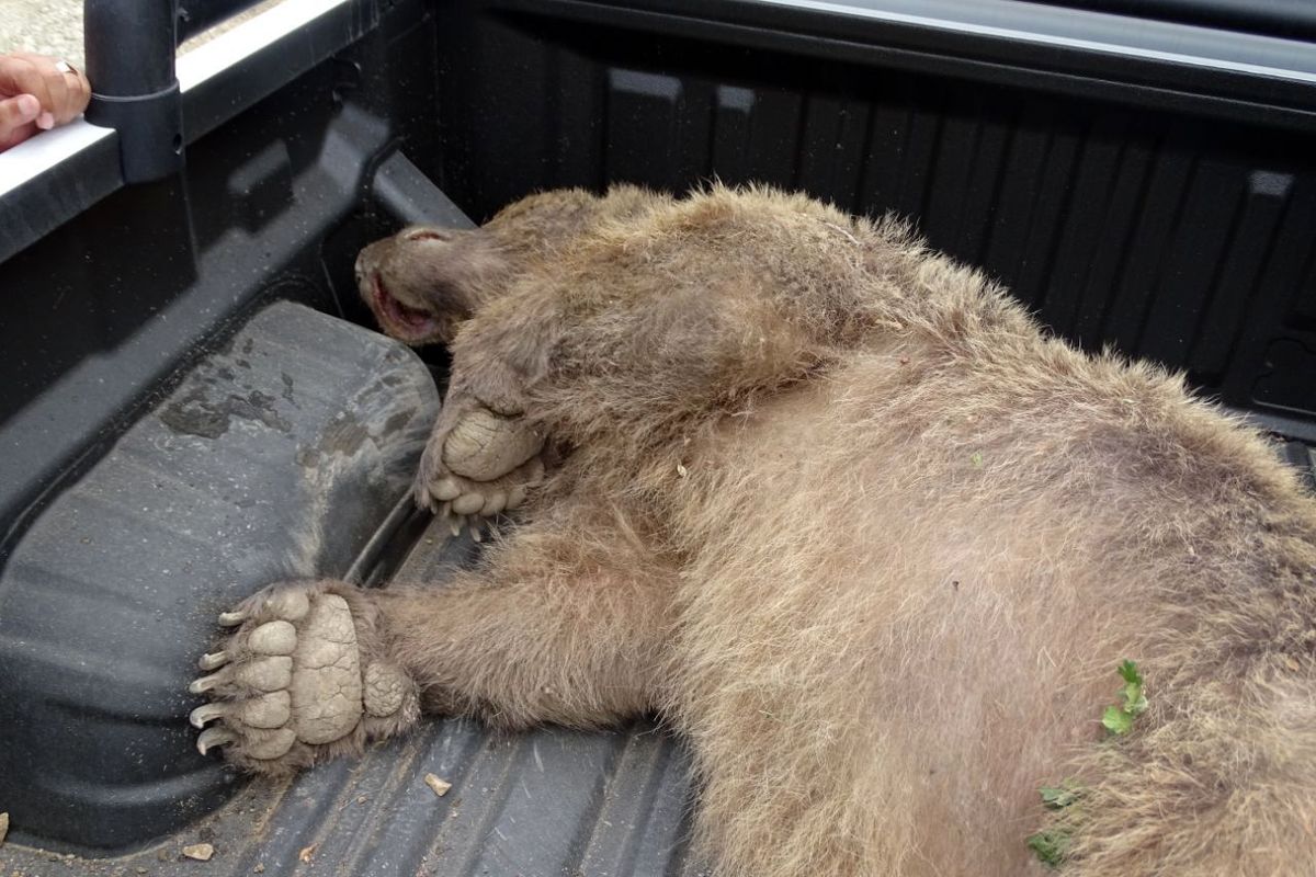 کشته شدن یک خرس قهوه ای در تالش