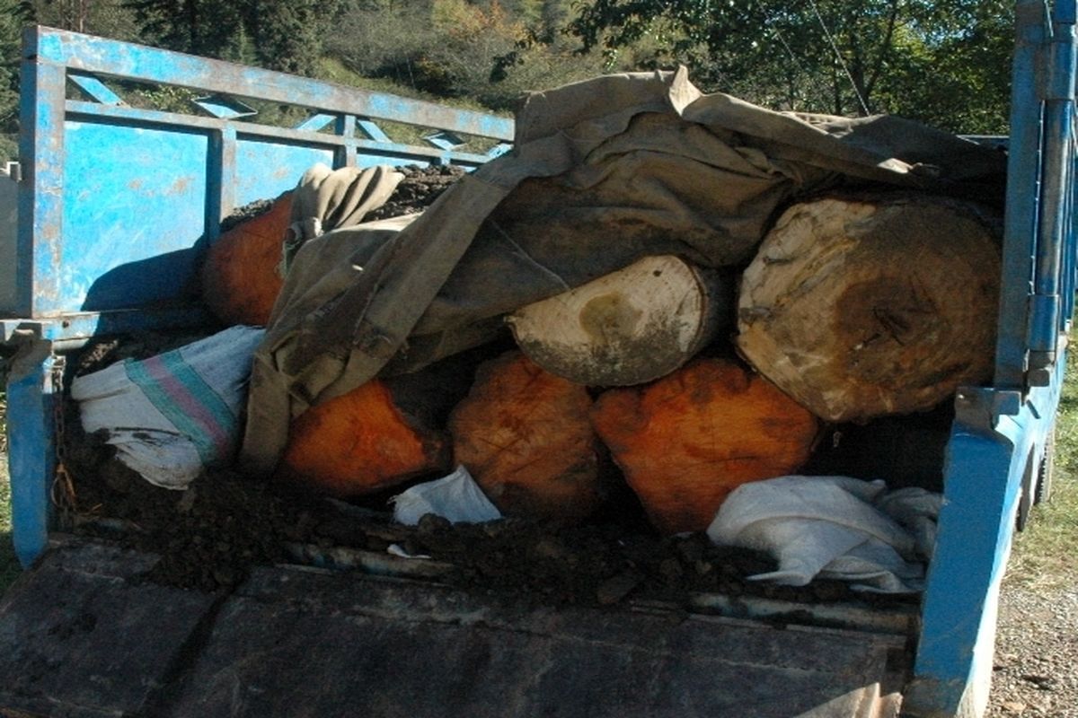کشف ۱۱ تن چوب جنگلی قاچاق در آستانه اشرفیه