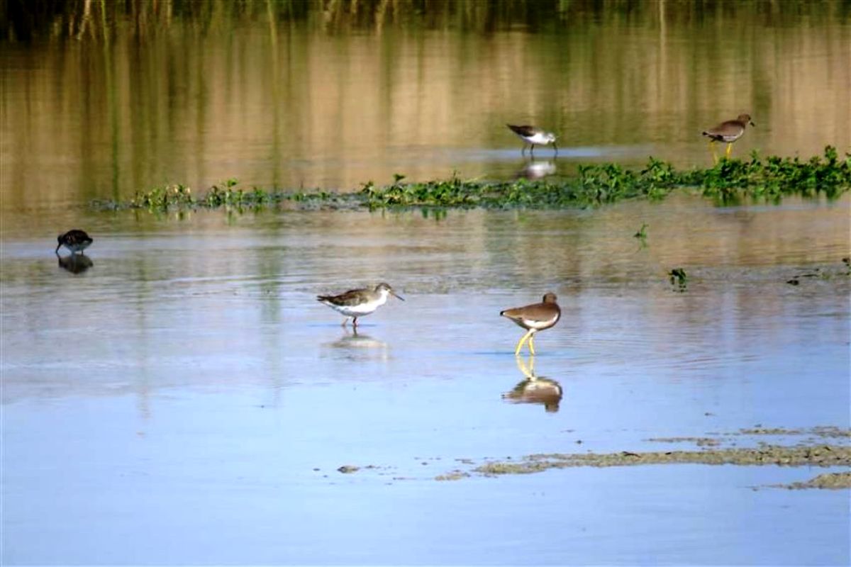 شکار و صید پرندگان در مناطق آلوده به آنفلوانزا ممنوع می‌شود