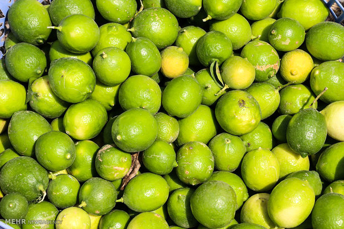 ماژین قطب تولید لیمو در استان ایلام