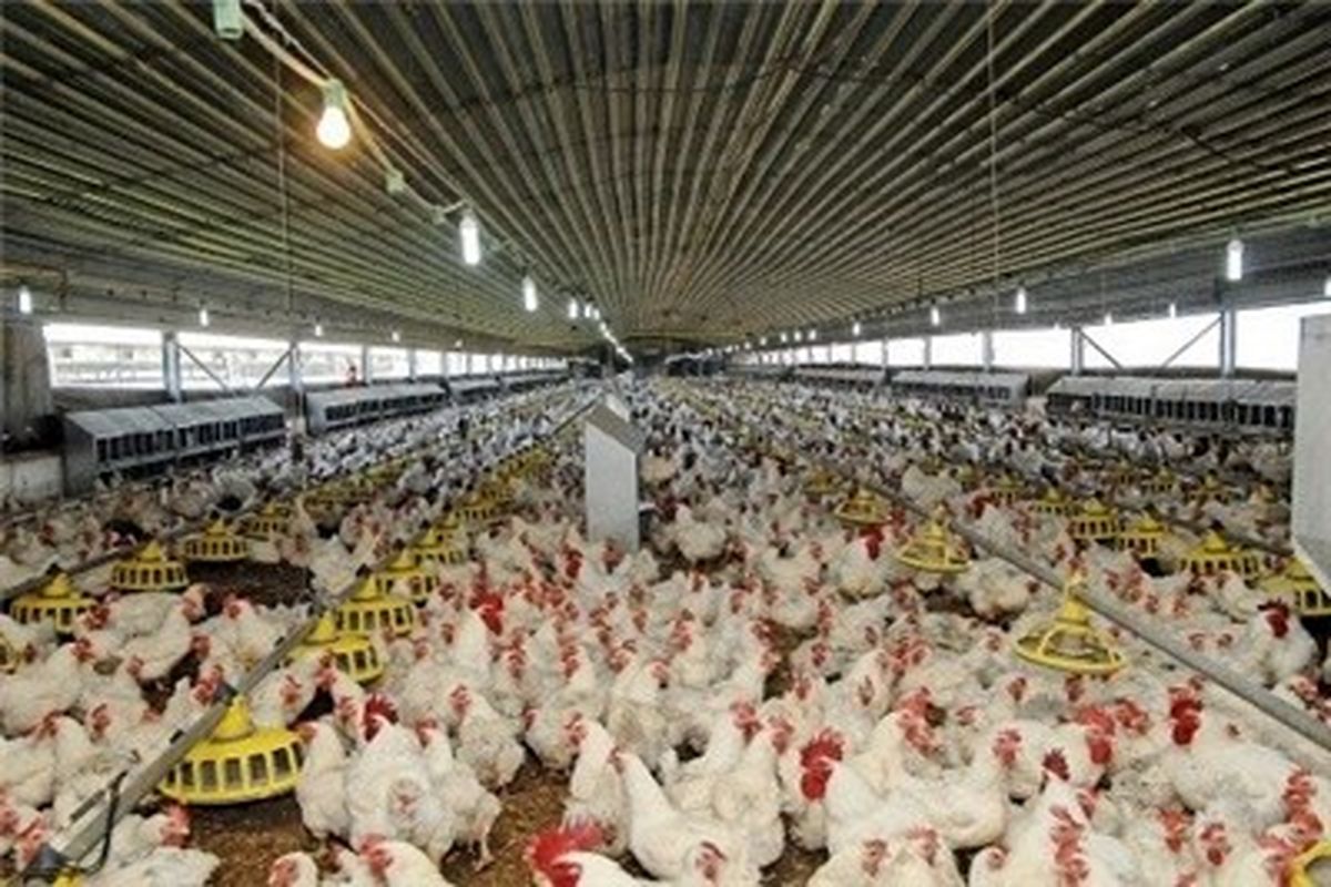 تولید بیش از ۶۱ هزارتن  گوشت مرغ درکشتارگاه های طیور استان