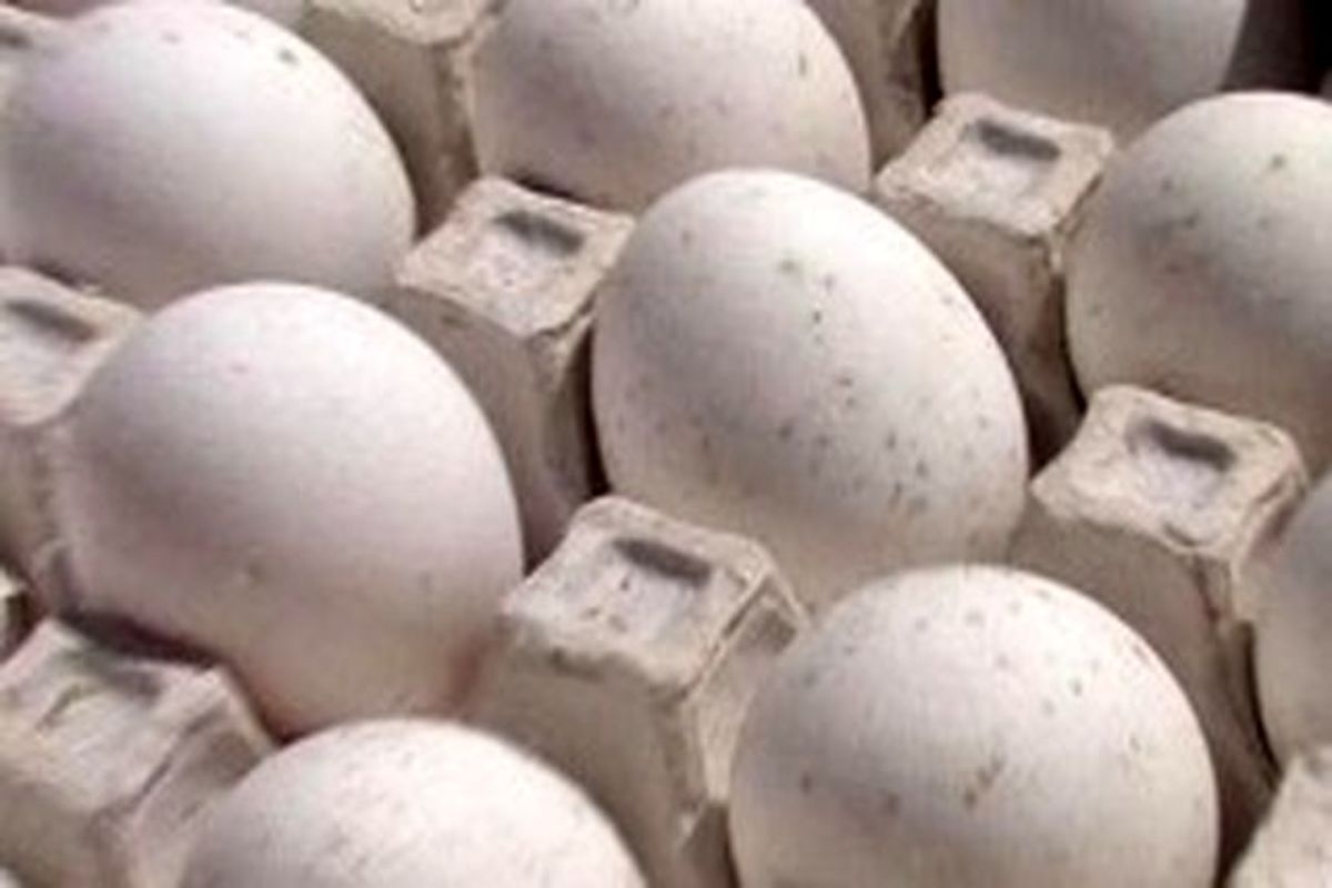 بیش از یک تن تخم مرغ فاسد در آستارا