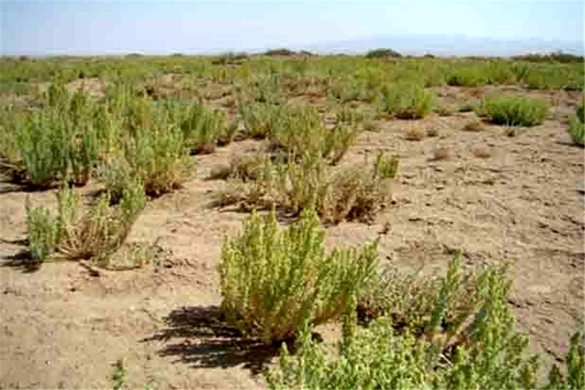 از مکانیابی پروژه های بیابانزدایی در شهرستان جاسک تا انعقاد تفاهم نامه حفاظت مشارکتی در رودان