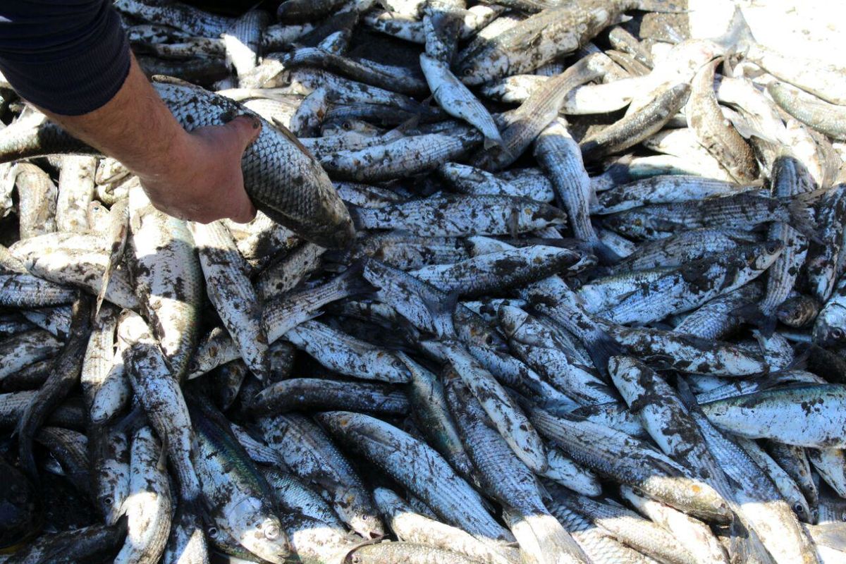 کشف ۲۵۰ کیلوگرم ماهی غیر مجاز در قیر وکارزین