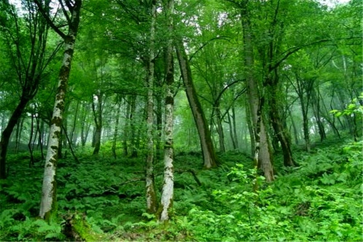 مناطق بحرانی و در معرض خطر حریق جنگل ها شناسایی می شوند