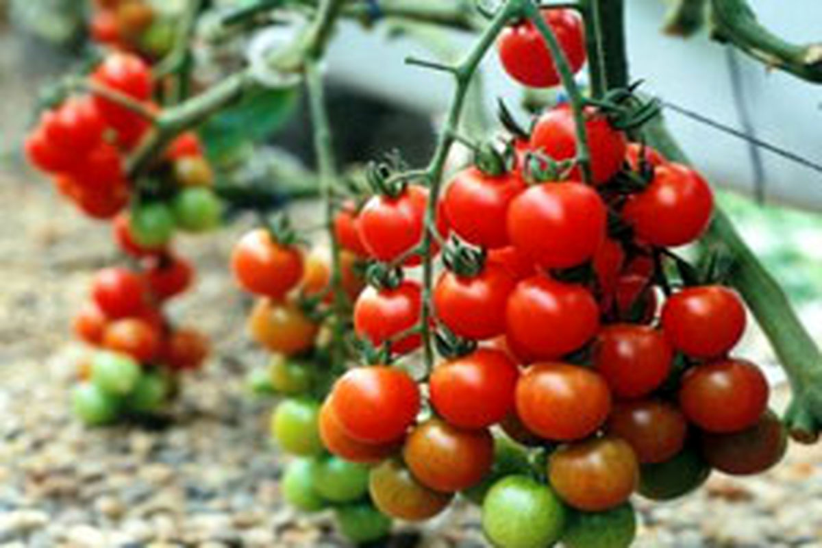 صادرات ۴۸۰۰ تن گوجه فرنگی از آذربایجان غربی