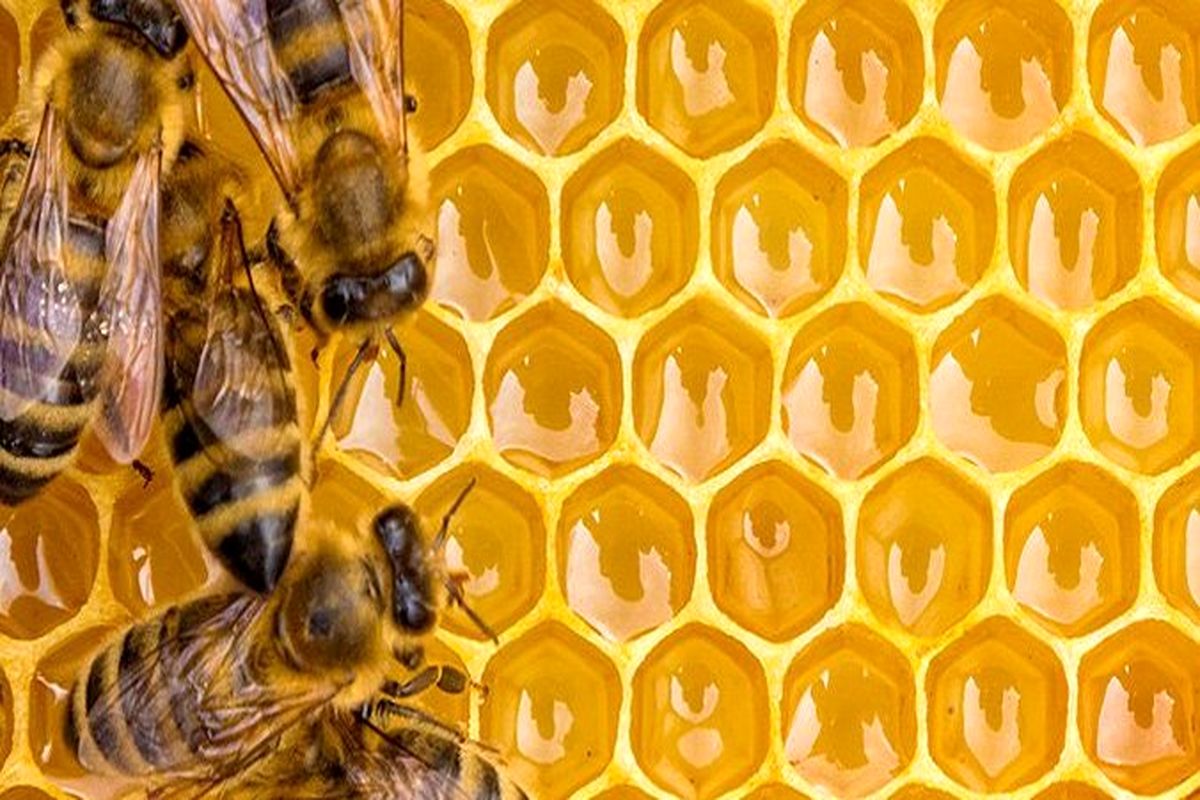 سالیانه ۵۰تن عسل در  شهرستان آبیک تولید می شود