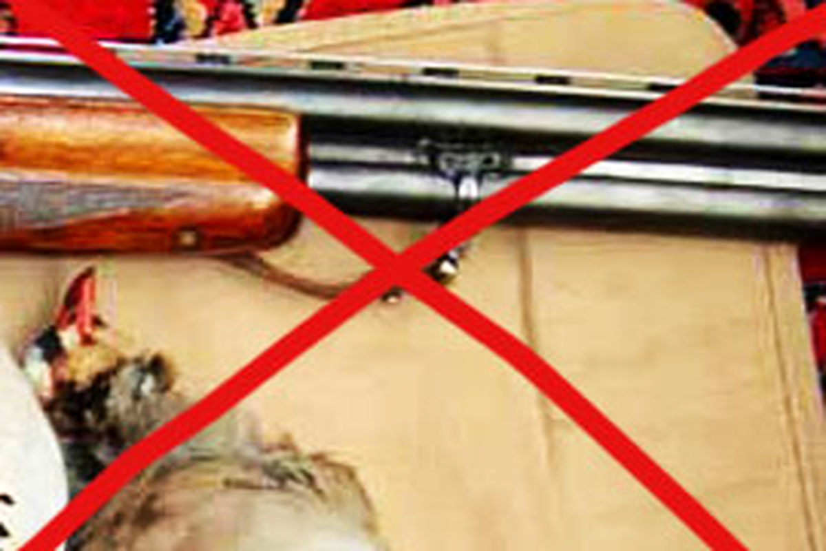 تمدید ممنوعیت شکار در  دو تالاب