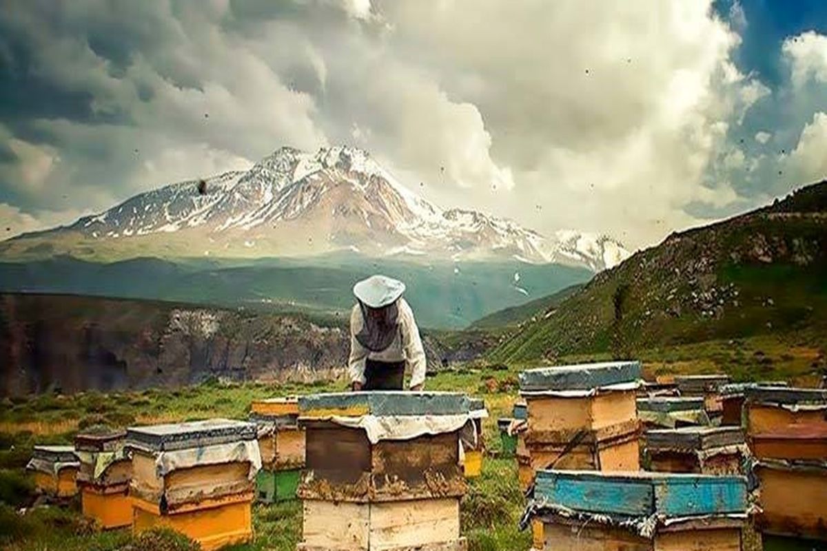 تولید سالانه بیش از ۶هزار تُن عسل در اردبیل