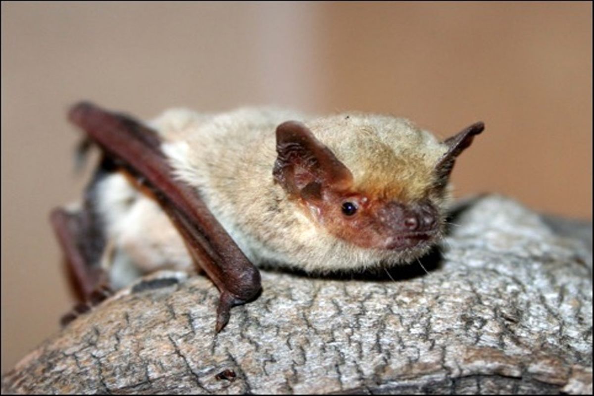 مشاهده شدن خفاش بال‌ سفید برای نخستین بار در یزد