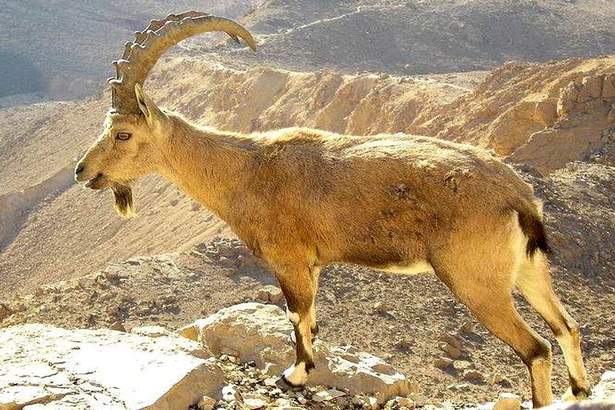 کشف یک راس بز کوهی وحشی در شیراز