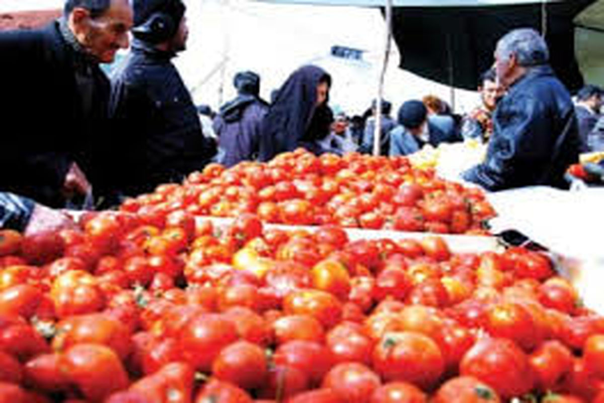 آغاز توزیع گوجه فرنگی در سطح شهر قزوین