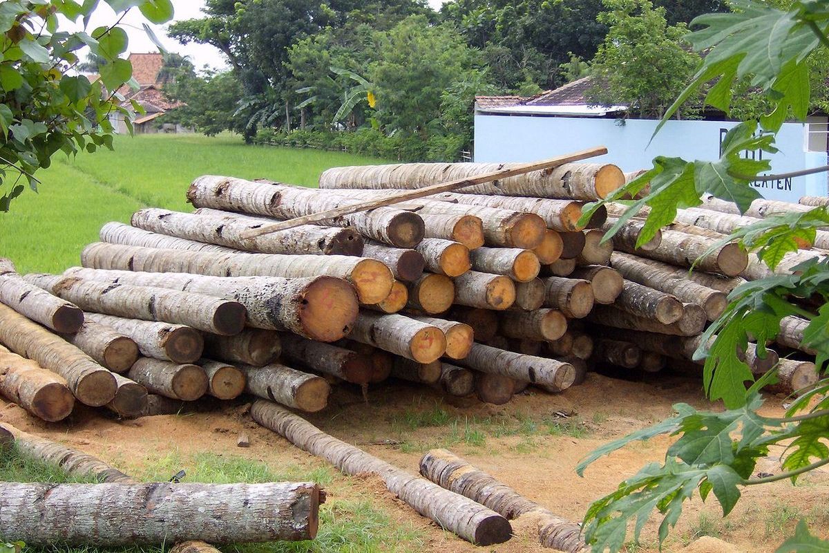 کشف بیش از ۳۶ تن چوب قاچاق در ماسال