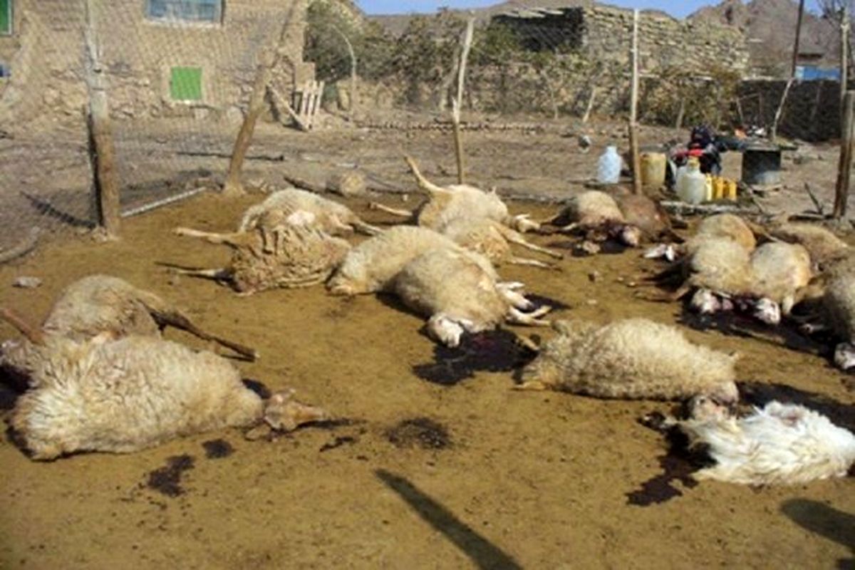 گوسفندان در حمله گرگ تلف شدند