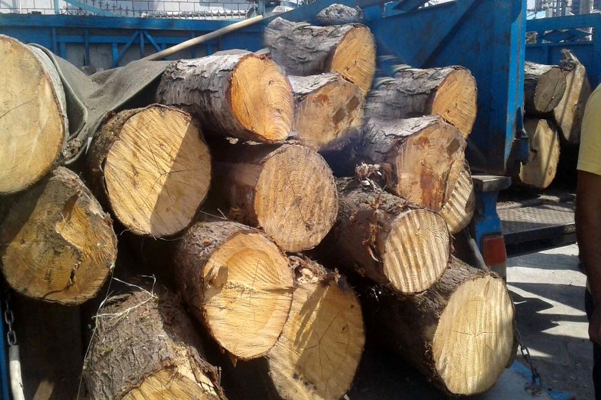 کشف ۵ تن چوب جنگلی قاچاق در لنگرود