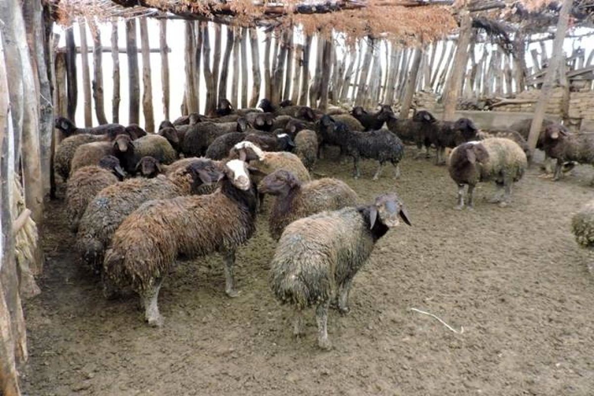 سارقان گوسفند دستگیر شدند