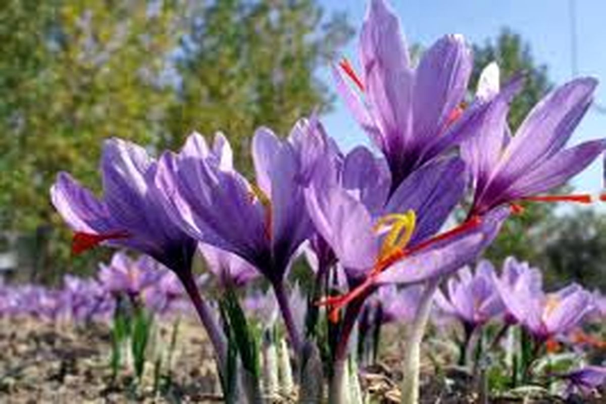 برداشت ۱۲ کیلو گرم گل تر زعفران از مزارع شهرستان میاندوآب