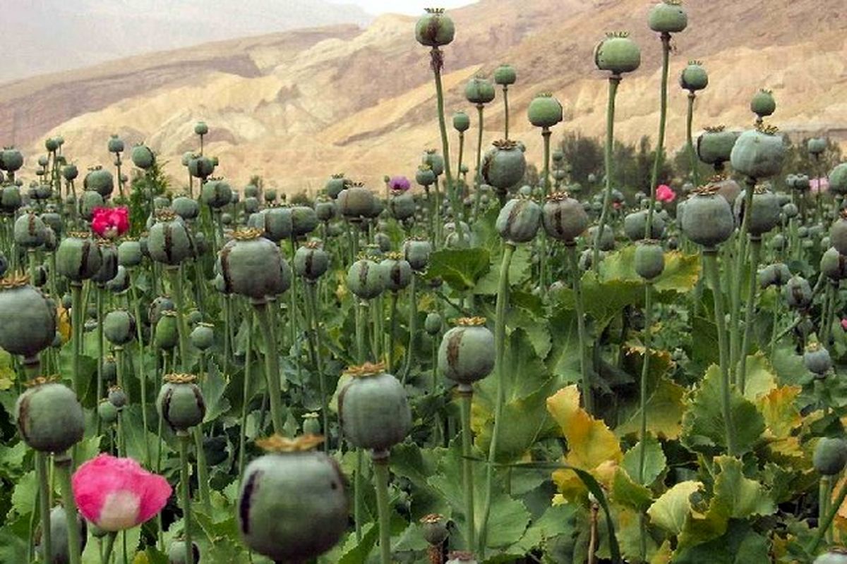 کشت مواد مخدر در افغانستان ۲۹ درصد کاهش یافت
