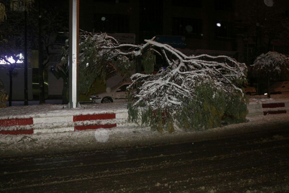 شکسته شدن چندین درخت براثر بارش برف سنگین در سنندج