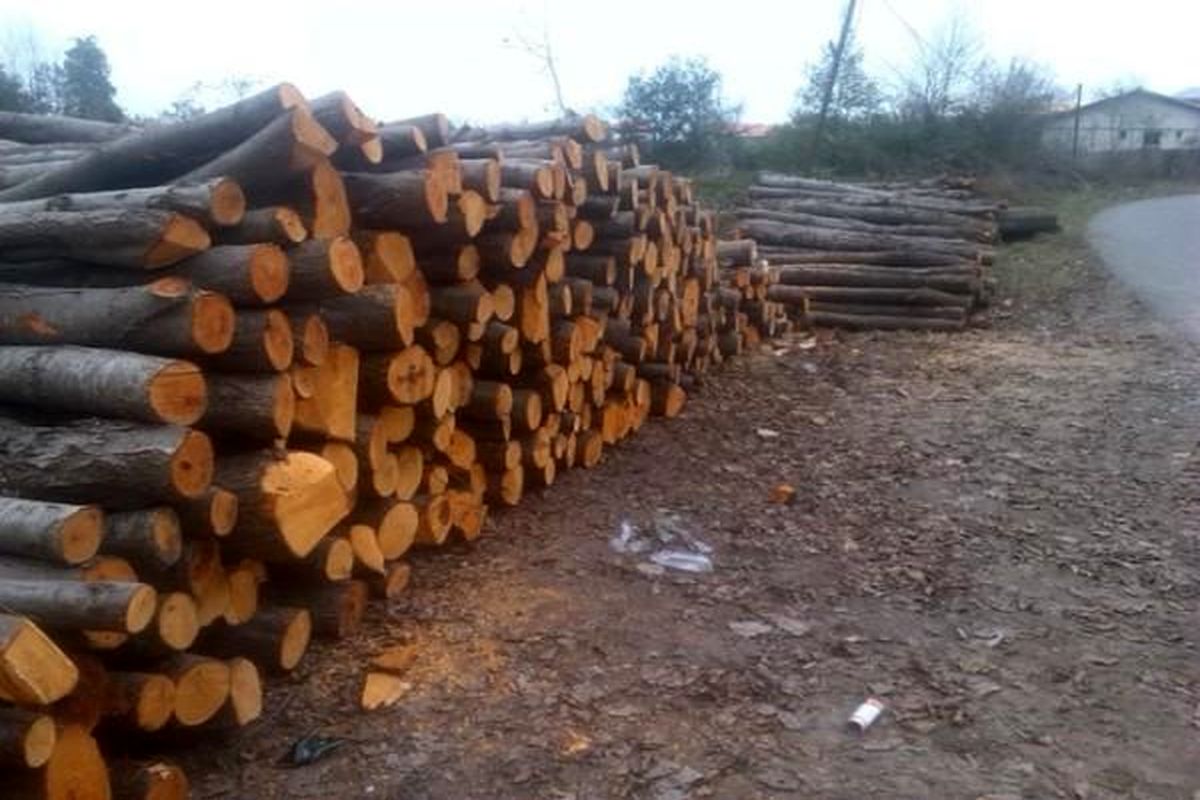 کشف ۶ تن چوب جنگلی قاچاق در فومن