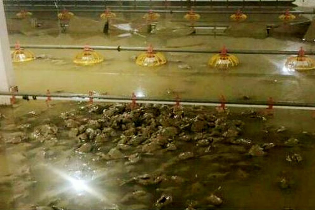 سیلاب جان ۲۰ هزار مرغ را در دشت آزادگان گرفت