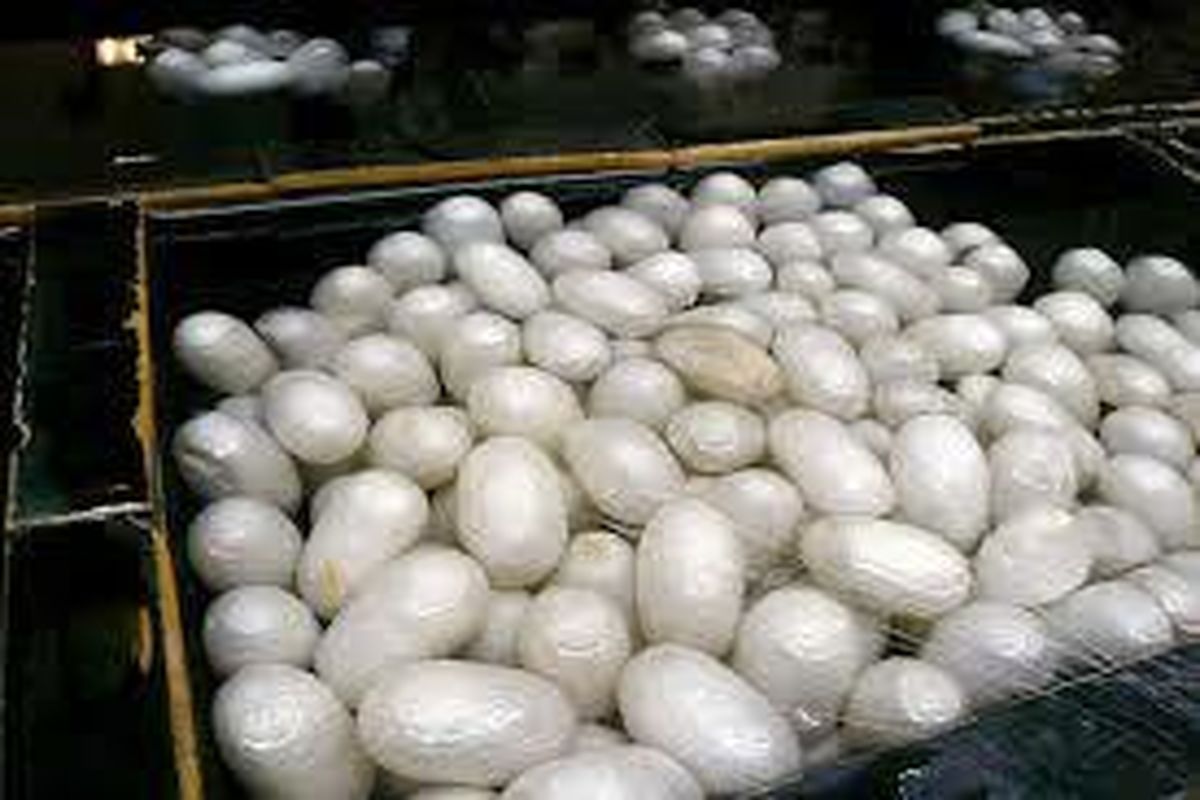 شروع توزیع تخم نوغان در استان خراسان شمالی