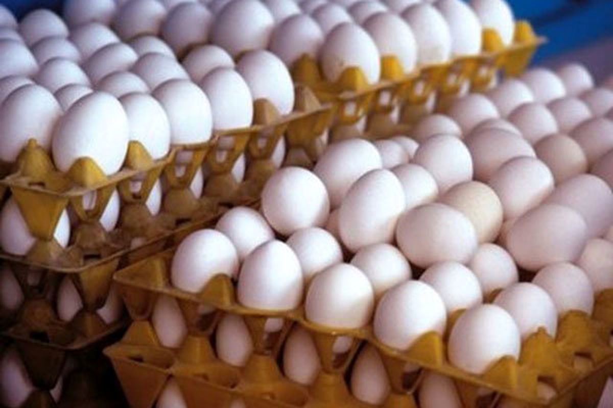 کشف ۲ تن و ۳۰۰ کیلوگرم تخم مرغ احتکار شده در زاهدان