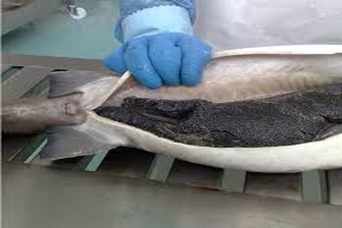 ممنوعیت صید تجاری ماهیان خاویاری تا پایان سال ۲۰۲۰ تمدید شد