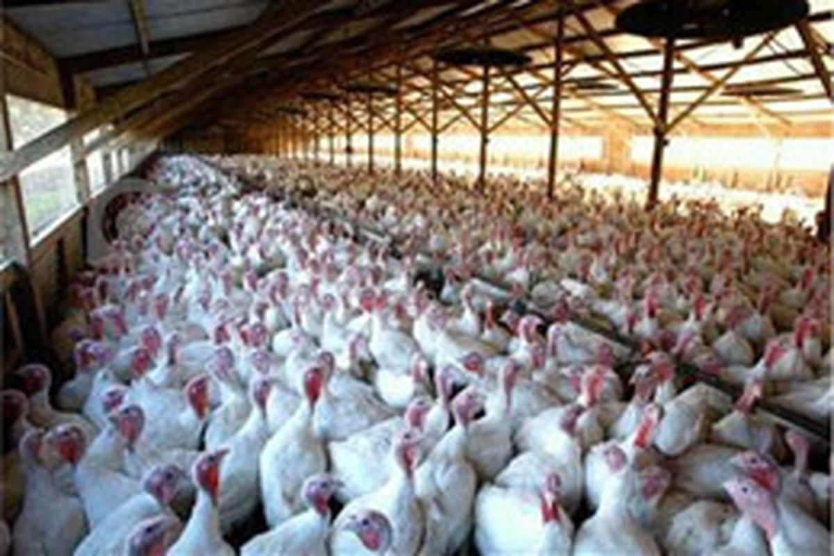 تولید سالانه بیش از ۱۱۰۰ تن گوشت بوقلمون در آذربایجان غربی