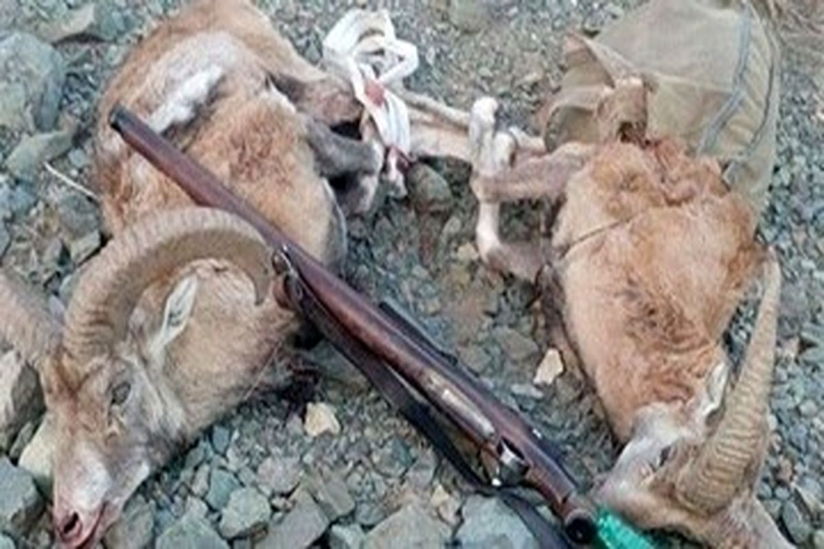 شکار ۱۵ راس پستاندار از سوی شکارچیان متخلف در زنجان