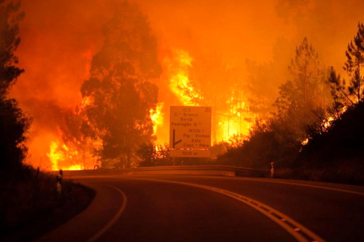 آتش‌سوزی جنگل‌های استرالیا را در تلویزیون ببینید