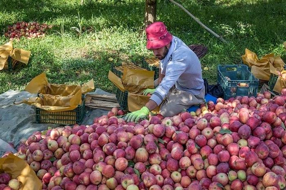 افزایش رایزنی های اقتصادی در جهت توسعه صادرات سیب درختی استان آذربایجان‌غربی