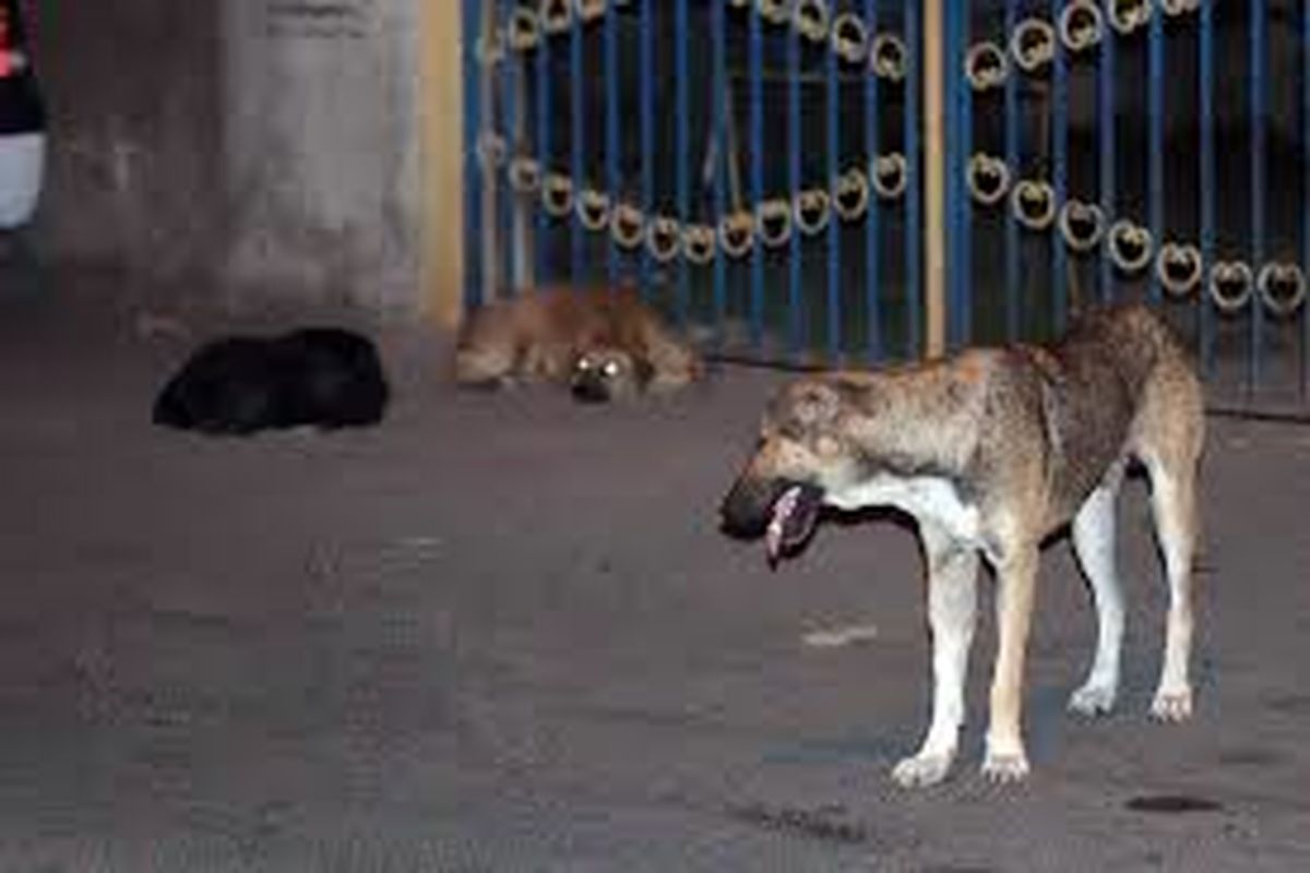 توضیحات شهرداری در خصوص حمله سگ‌های ولگرد به یک دختربچه