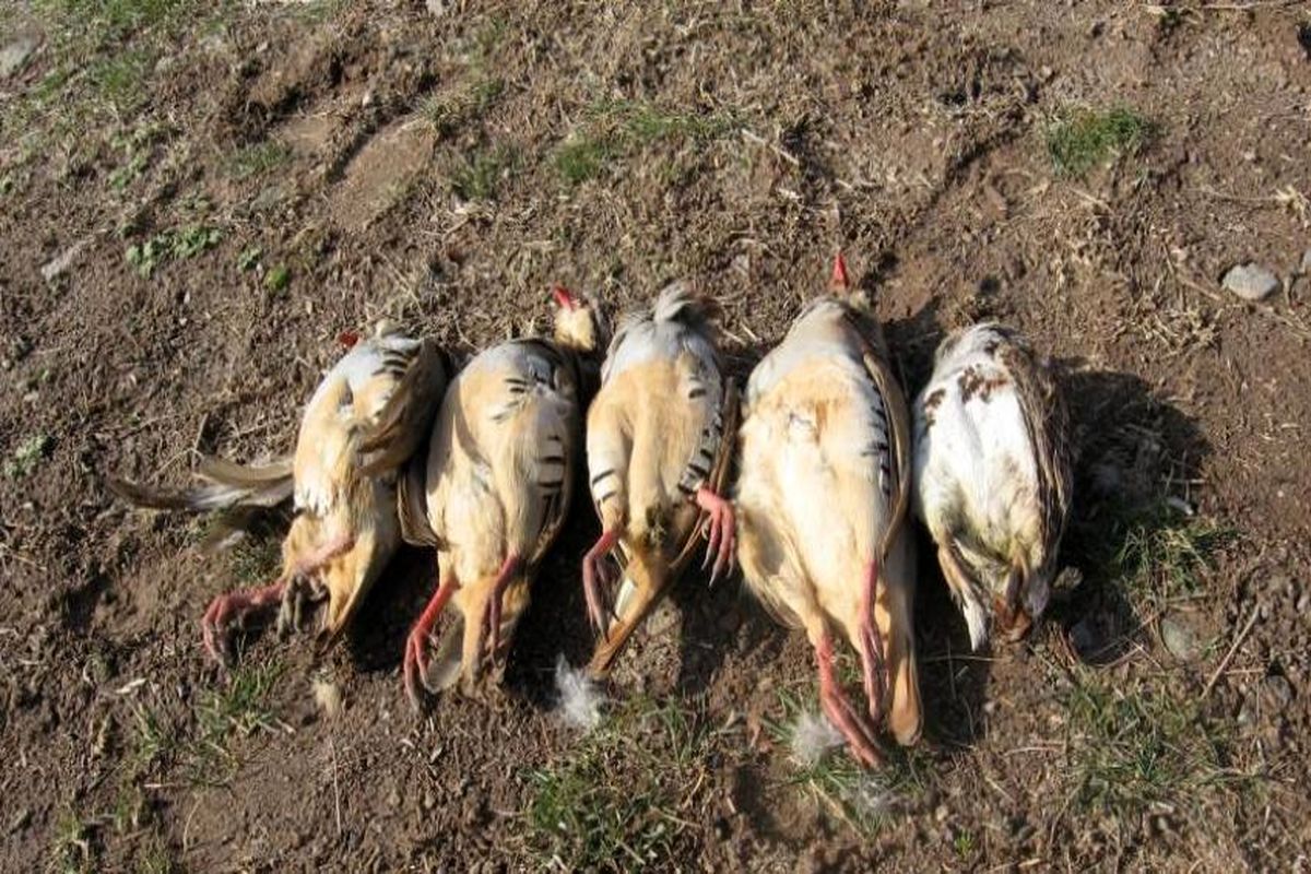 شکارچیان محیط زیست را دور می‌زنند/ سلاخی پرندگان در روزهای آخر هفته