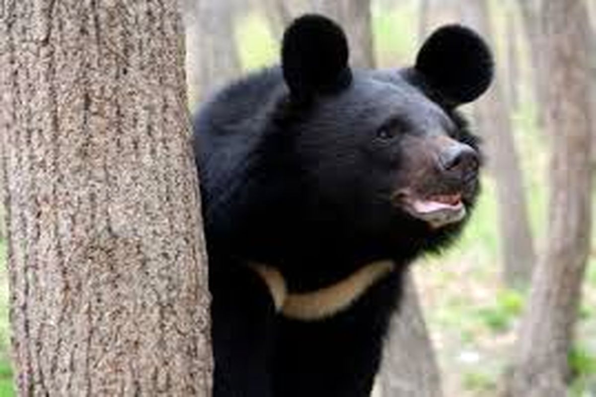 قطعیت حضور خرس سیاه آسیایی در منوجان کرمان