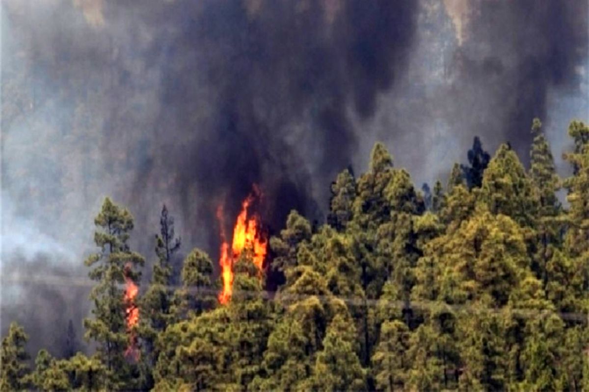 ۴۱ هکتار از جنگل های گیلان در آتش سوخت