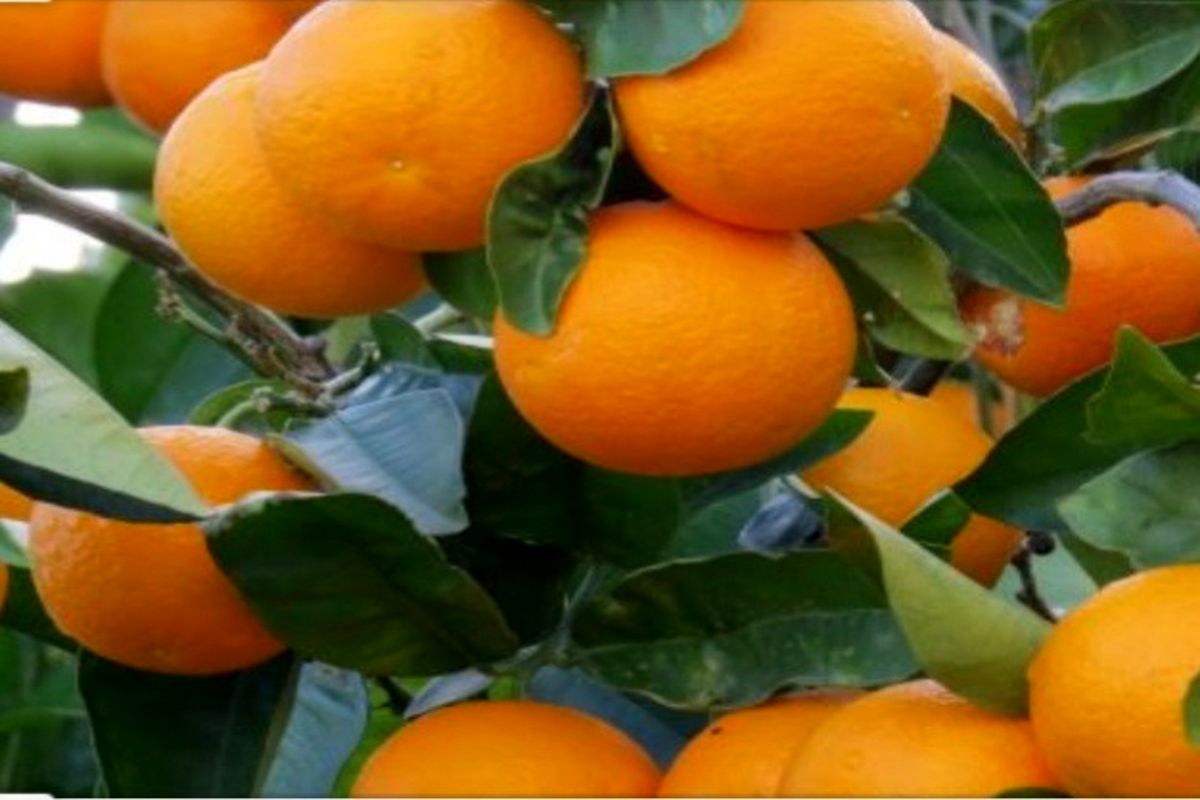 آغاز برداشت پرتقال در شهرستان رودان