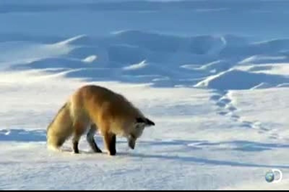 همکاری مردم در صورت نزدیک شدن احتمالی گونه های حیات وحش به مناطق مسکونی به دلیل بارش برف