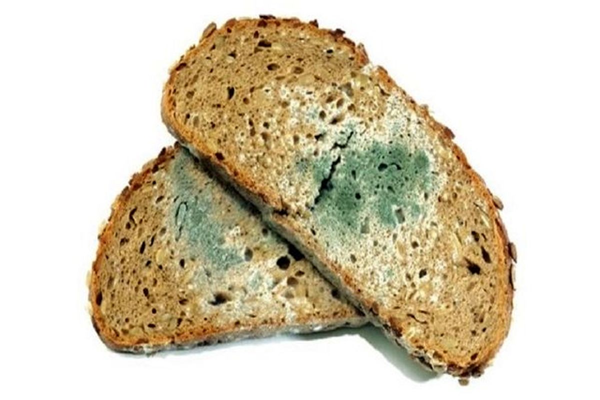 خوردن نان کپک زده توسط احشام باعث ایجاد سم آفلاتوکسین می شود