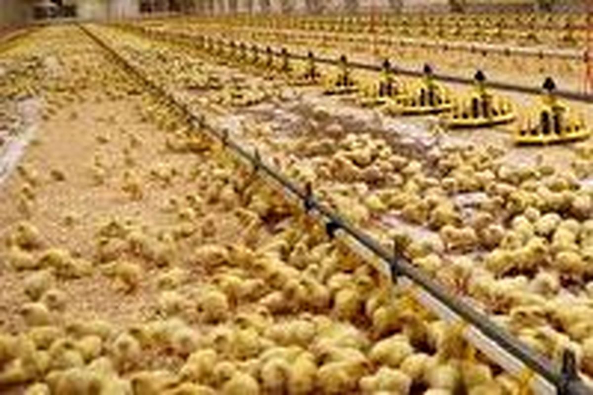 افزایش ۱۴ درصدی جوجه ریزی در مرغداری های استان سمنان