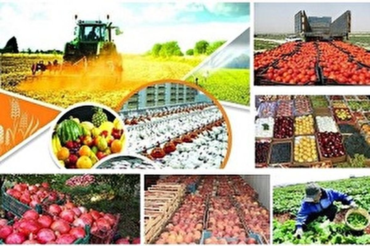 بیمه محصولات کشاورزی تا ۱۵ اسفند امسال در آذربایجان غربی تمدید شد