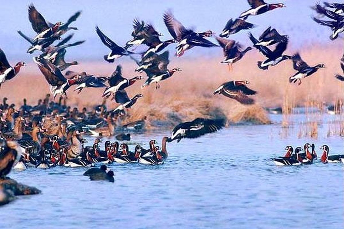 آغاز بازگشت پرندگان آسیایی از آبگیرهای گچساران