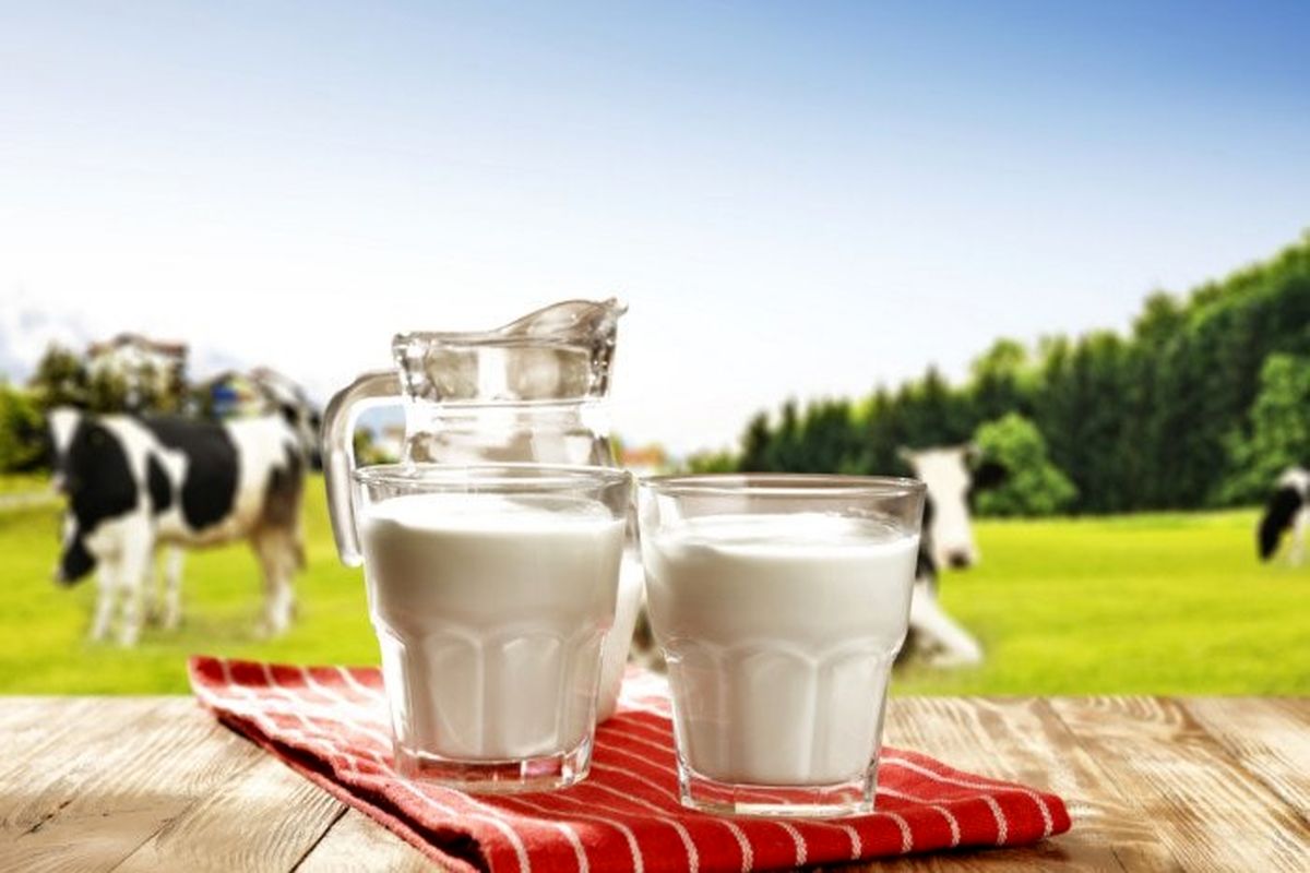 کرونا با مصرف شیر به انسان منتقل می‌شود؟