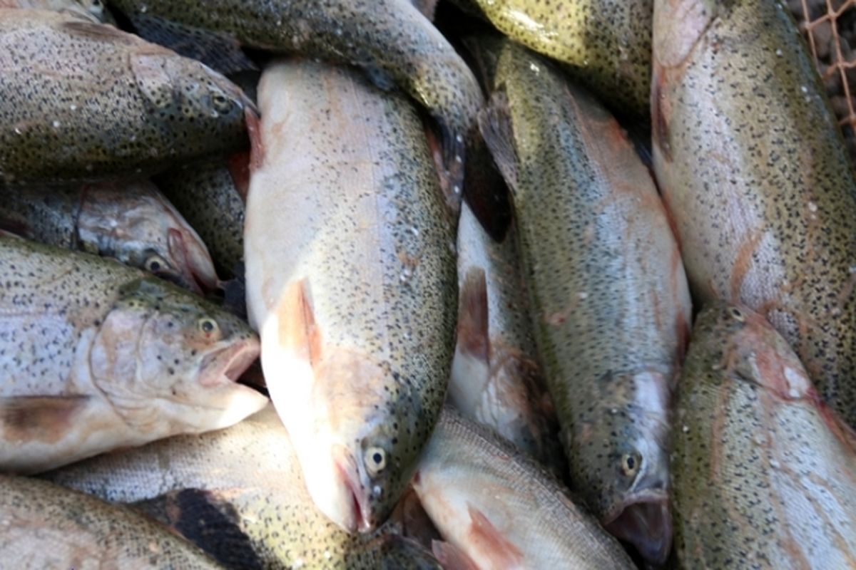 برداشت ماهی قزل آلا در سیستان و بلوچستان آغاز شد