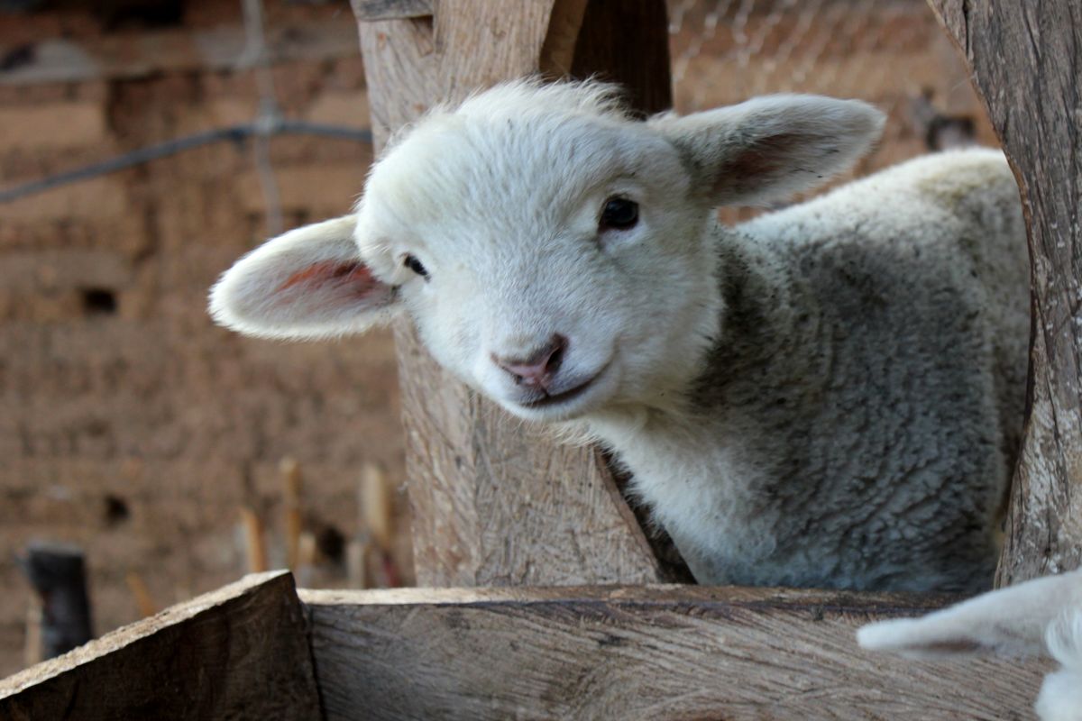 کشف ۲۰۰ راس گوسفند قاچاق در سروستان