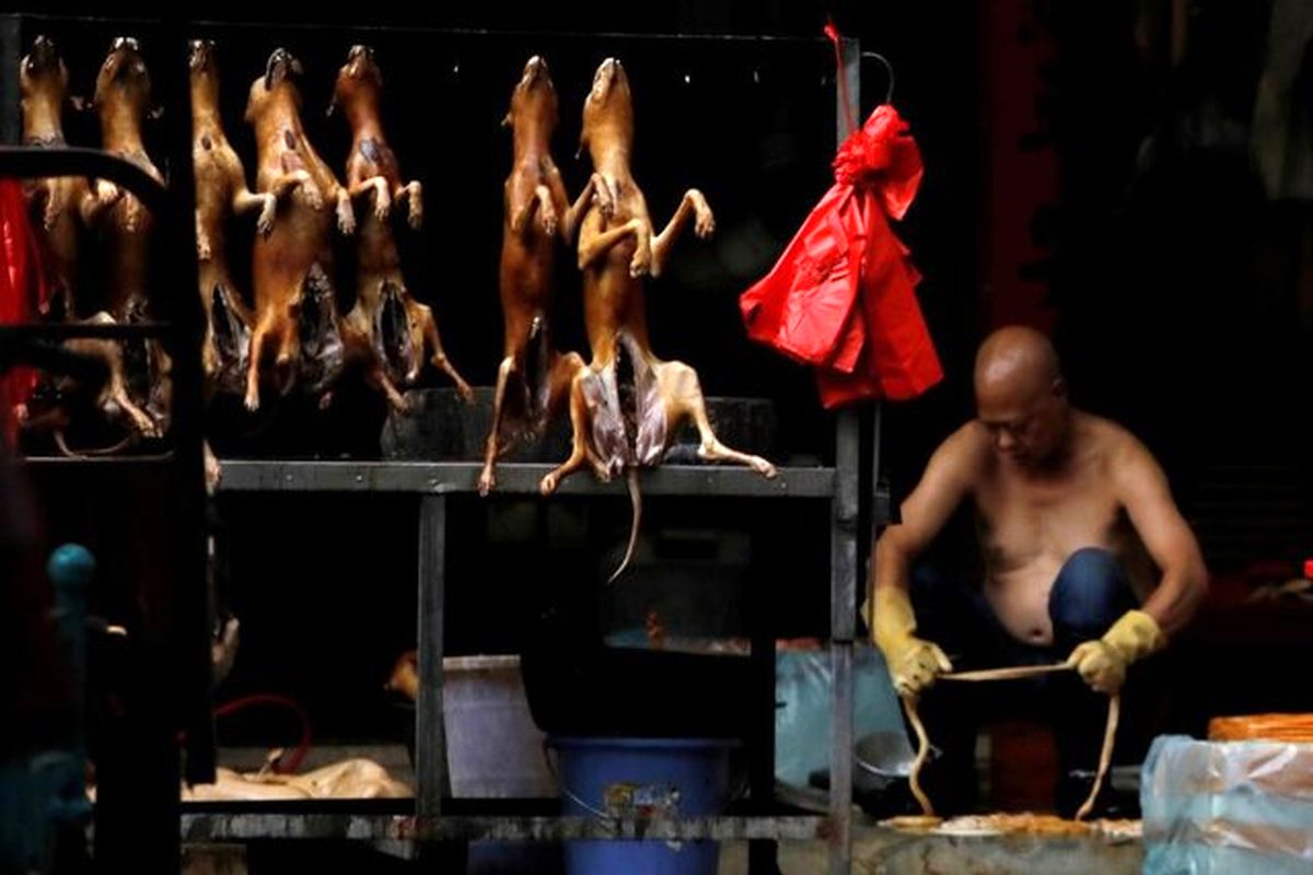 ممنوعیت تجارت و مصرف حیوانات وحشی در چین