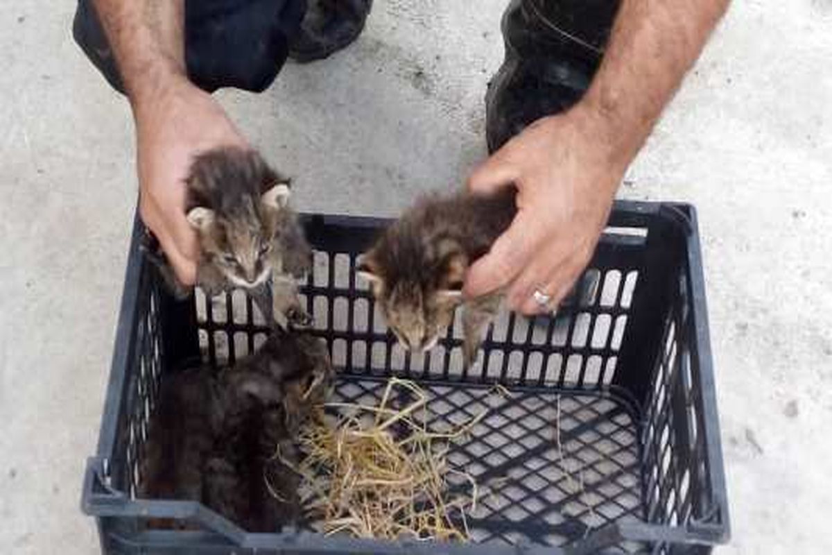 نجات چهار قلاده گربه وحشی