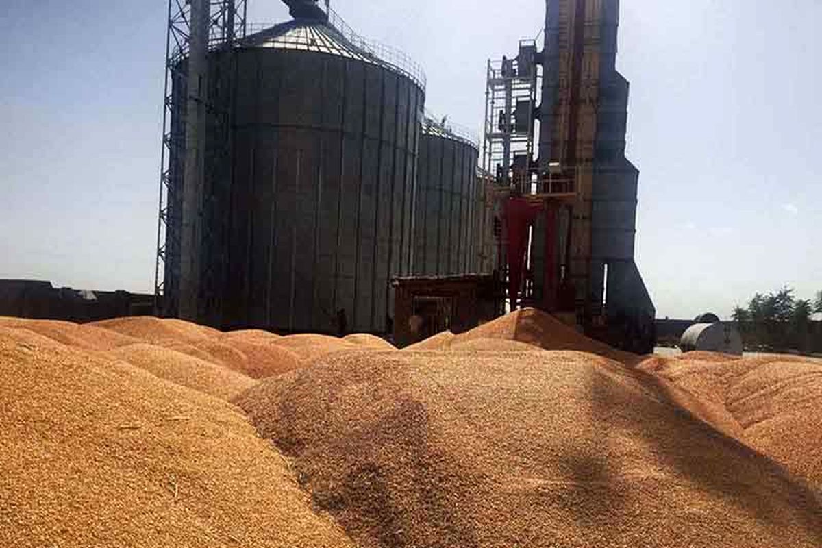 خرید بیش از ۳۶ هزار تن گندم از کشاورزان حمیدیه / واریز آنی وجه گندم خریداری شده به حساب کشاورزان