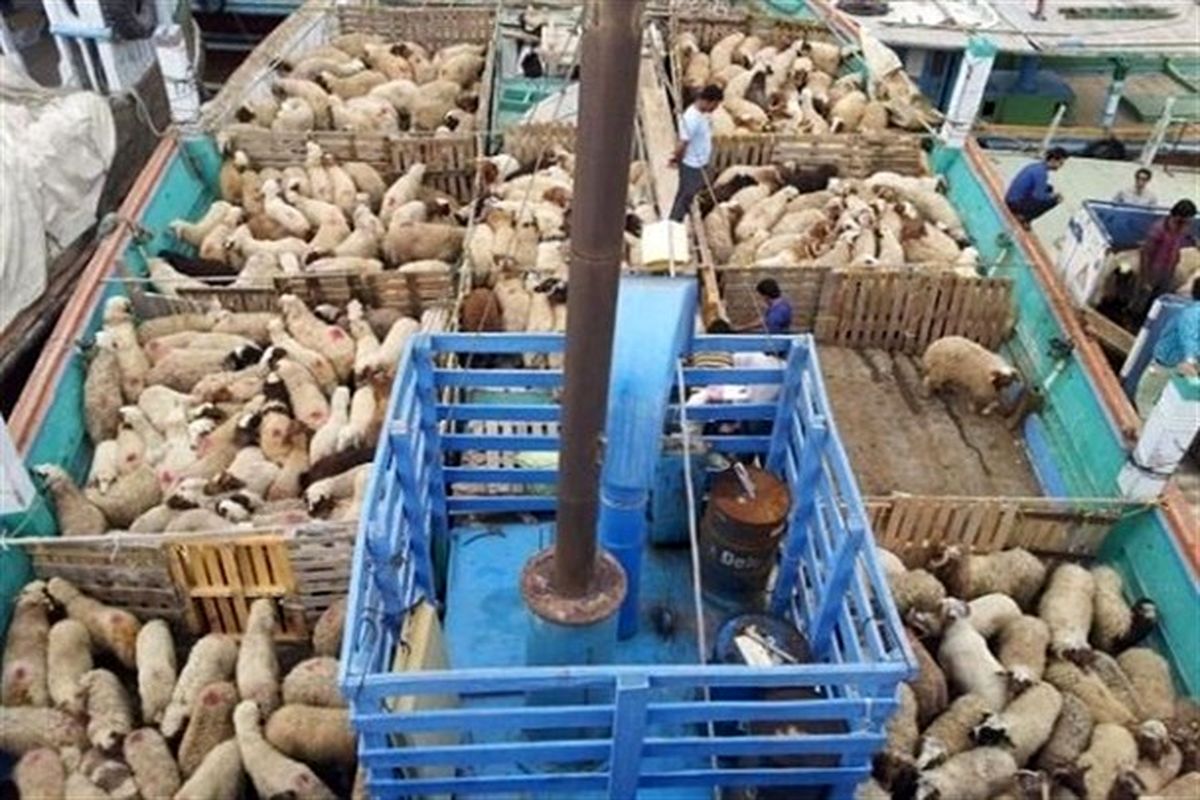 ورود بیش از ۱۶ هزار راس گوسفند از کشور رومانی به چابهار
